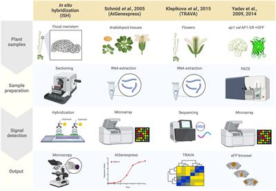 Old school, new rules: floral meristem development revealed by 3D gene expression atlases and high-resolution transcription factor–chromatin dynamics